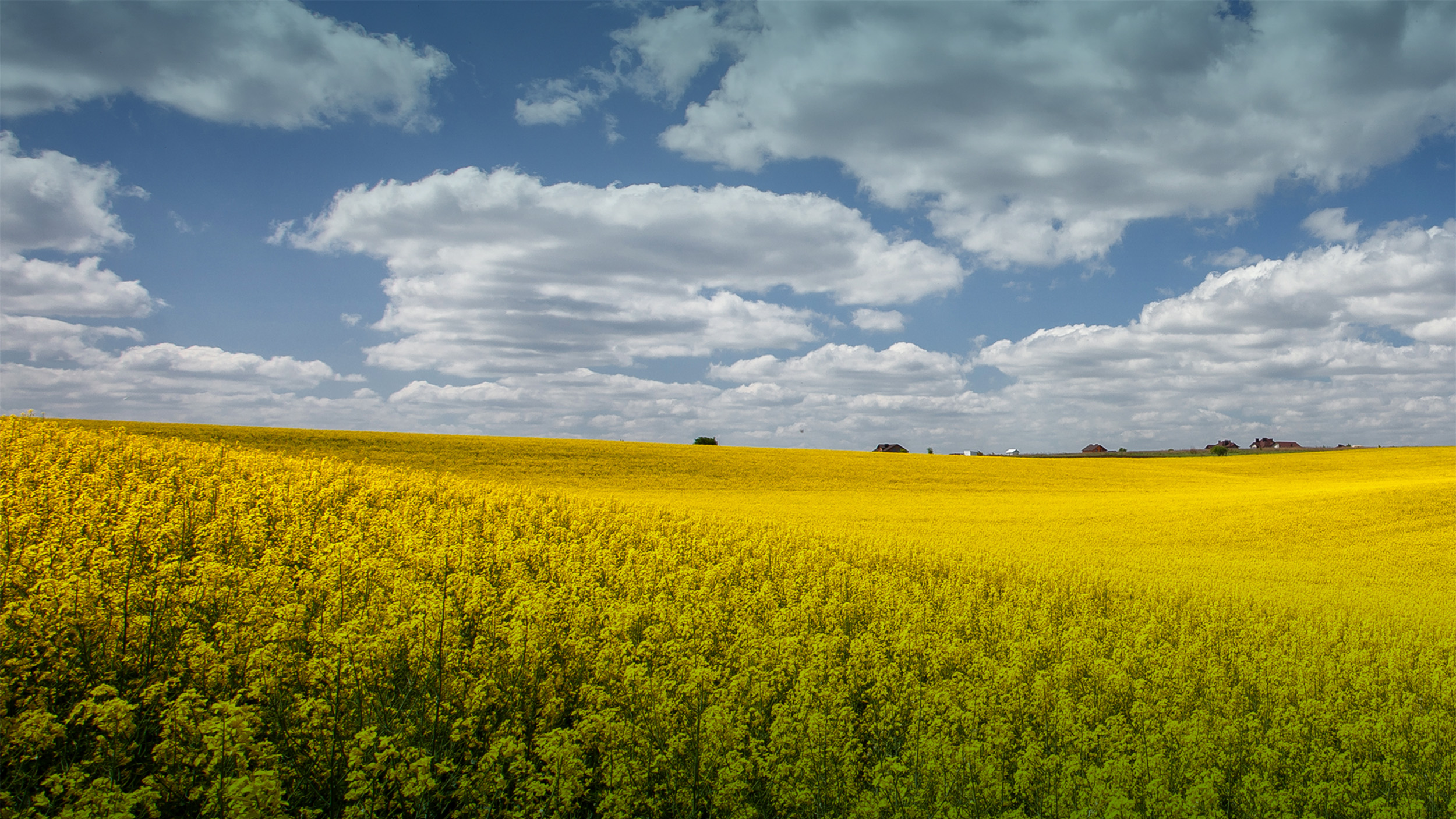 Yellow field